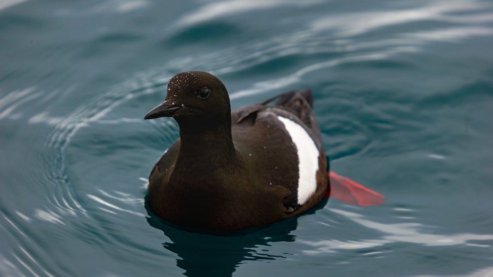 Нетипичный чистик