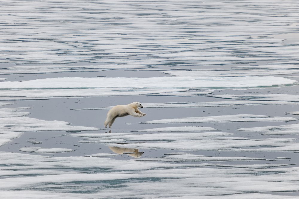 Фазы прыжка