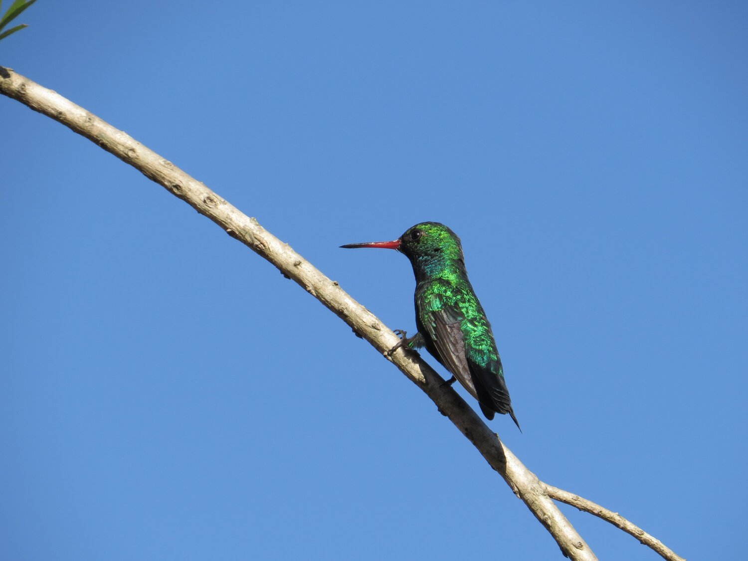 A green hummingbird in the trees