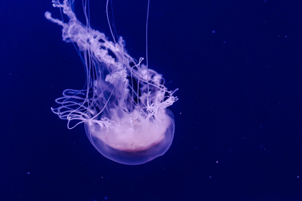 Photograph by Catalin Arcu