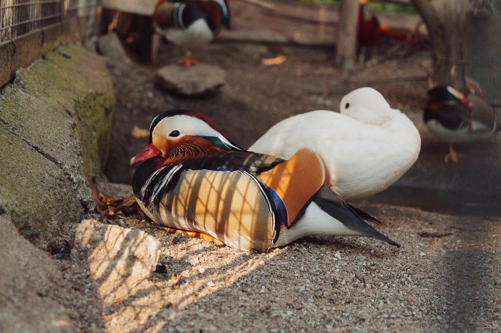 Photograph by Aleksandr Korotkov