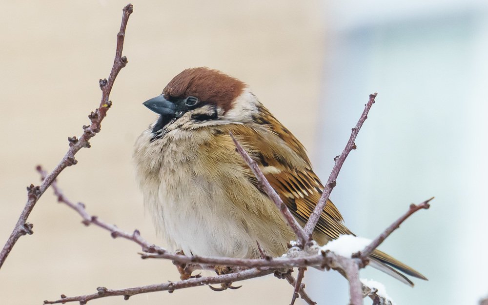 В ожидании Весны.