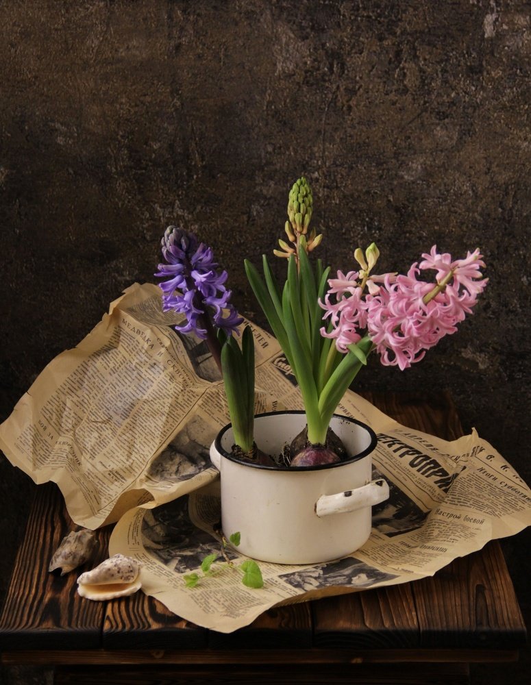 С Гиацинтами