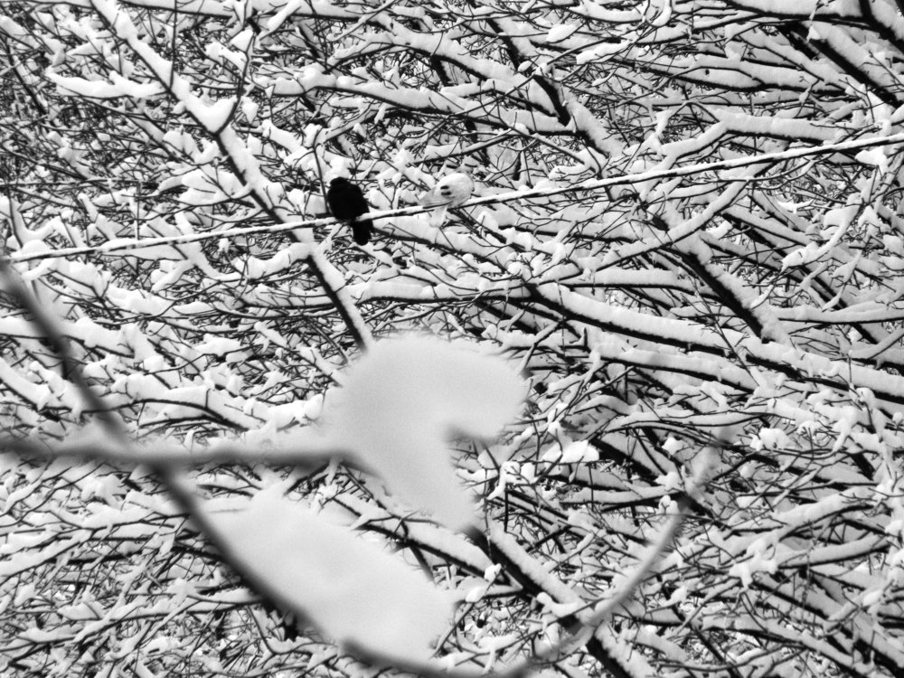 Одинокий ворон