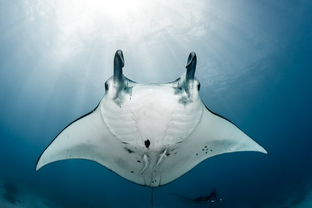 Her majesty, the manta ray