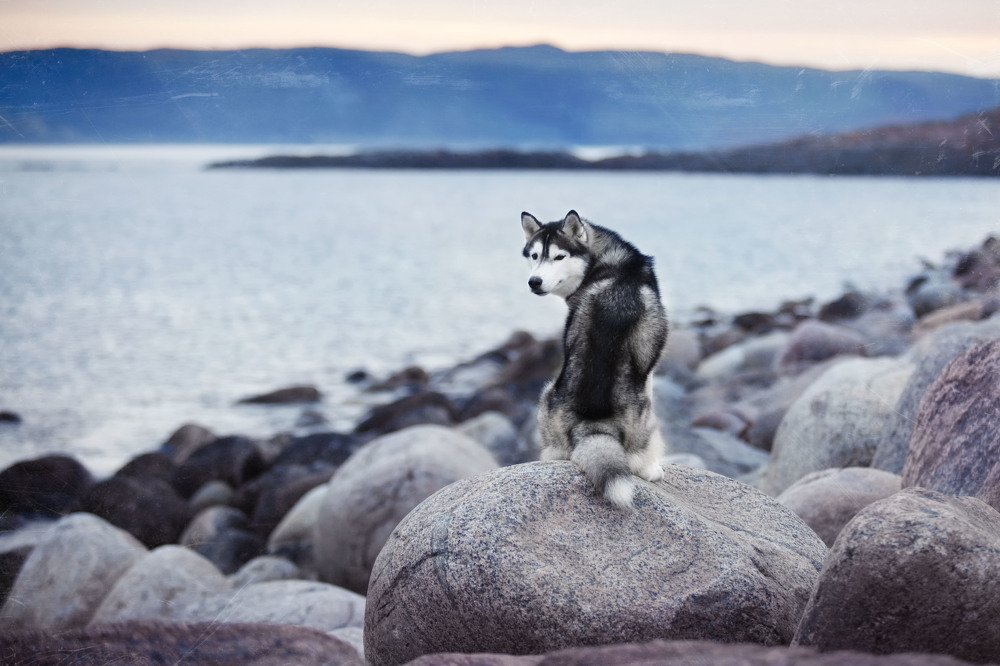 Photograph by Оксана Сироштан