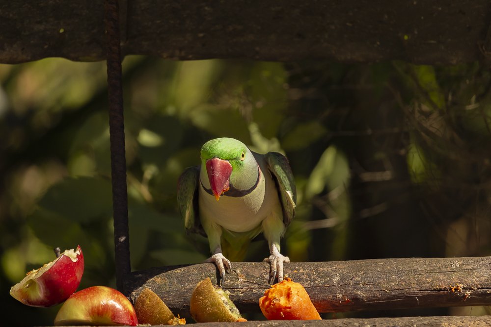 Green Parrot