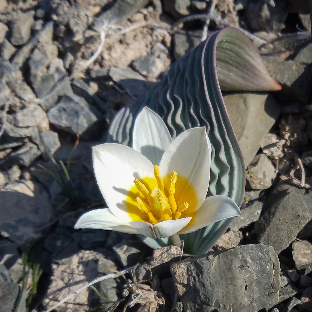 Тюльпан Регеля