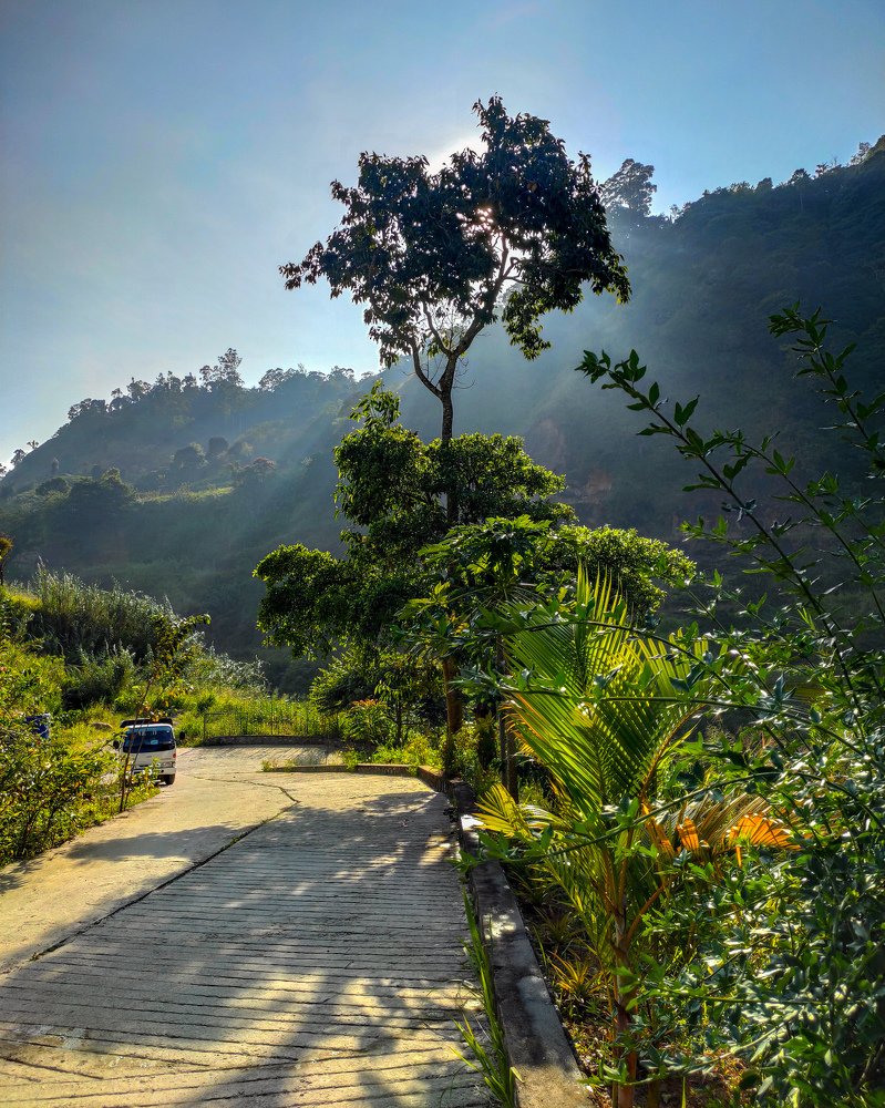 Sunshine behind the tree