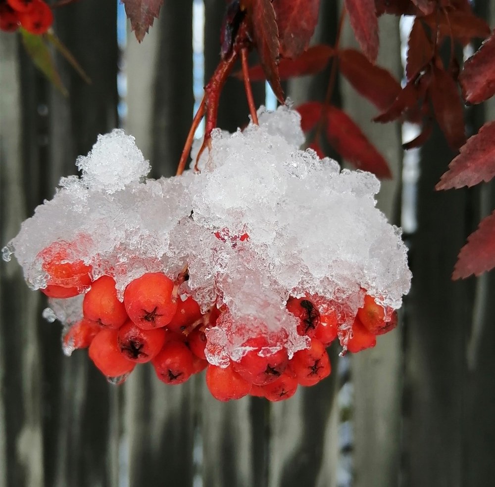 Первый снег