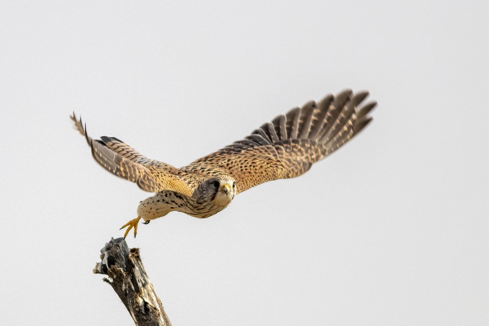 Common Kestrel
