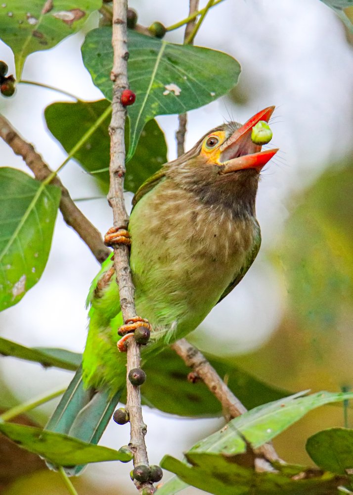 Brown-headed barbet