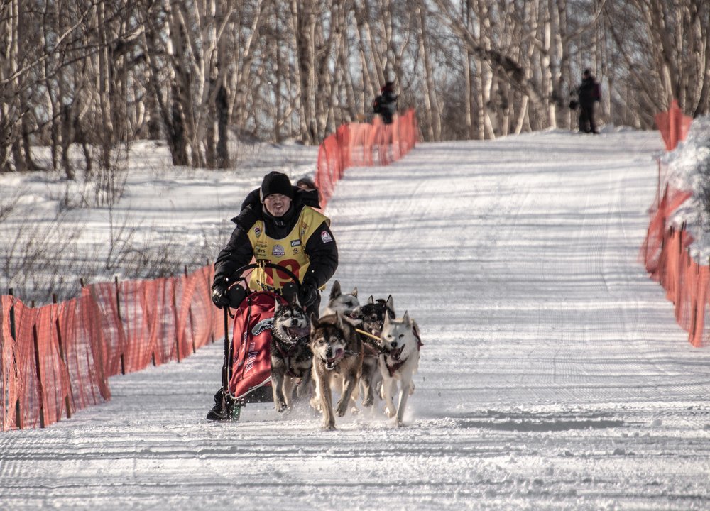 Снежные псы.