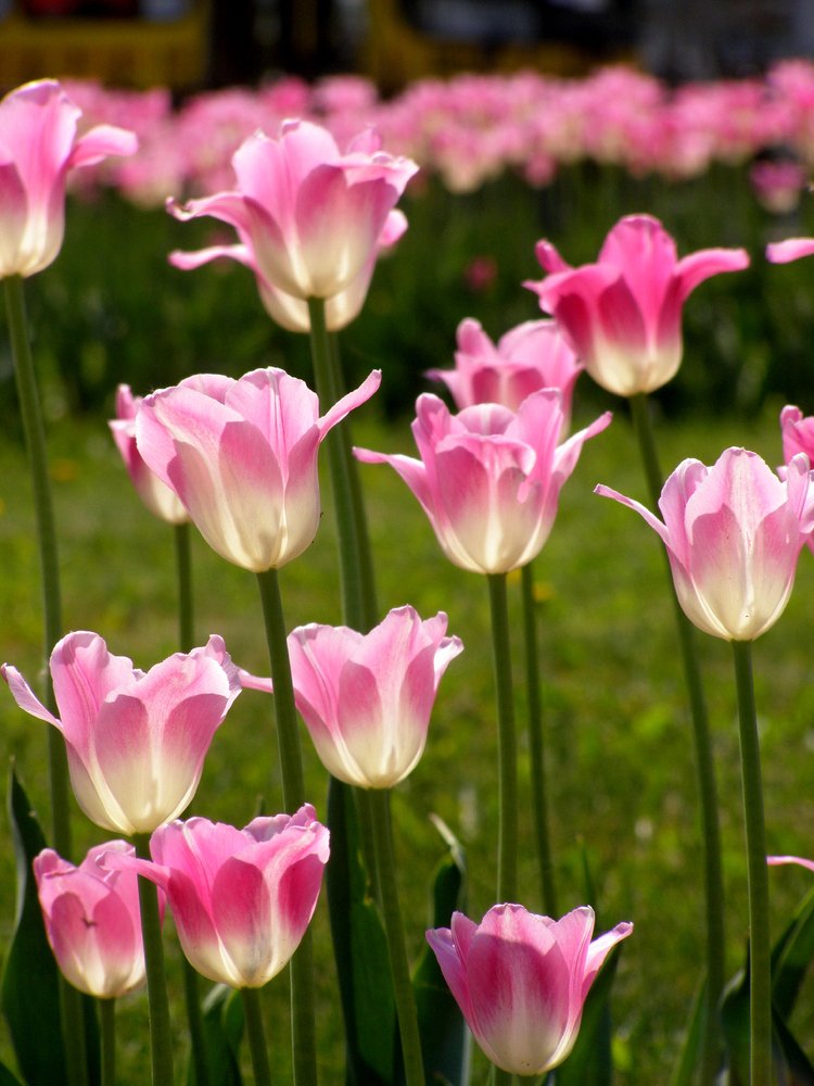 Photograph by Ирина Вассерлауф