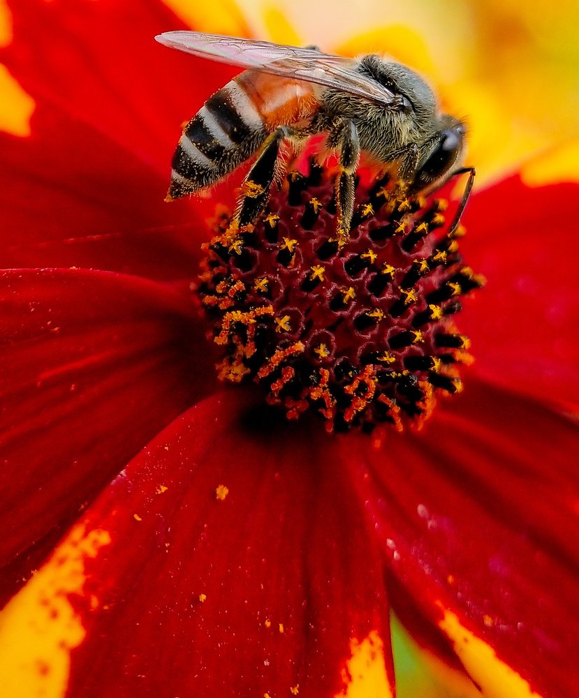 Bee on flower