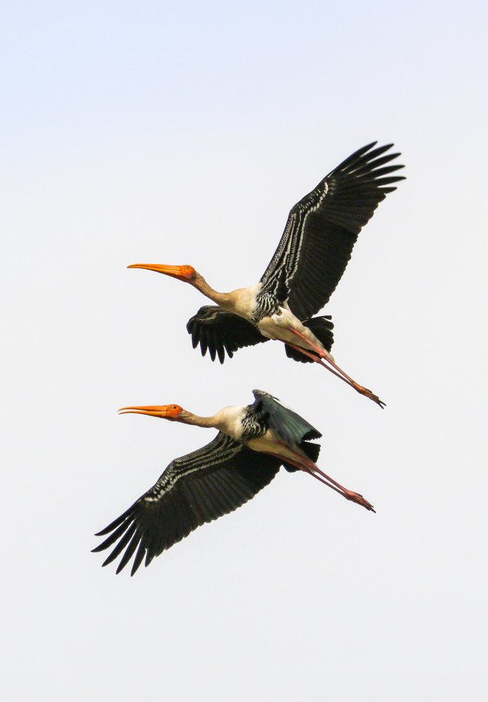Painted stork
