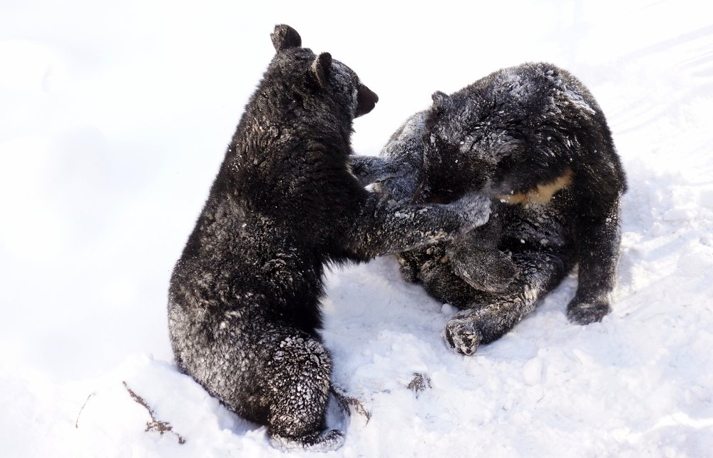 Снежные игры.
