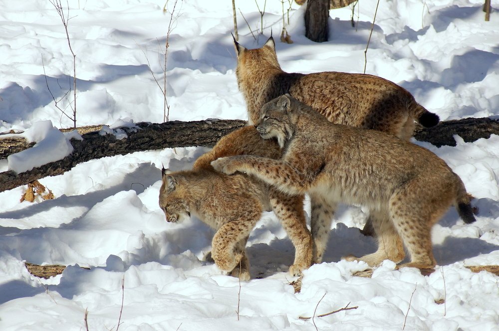 Рыськи резвятся......