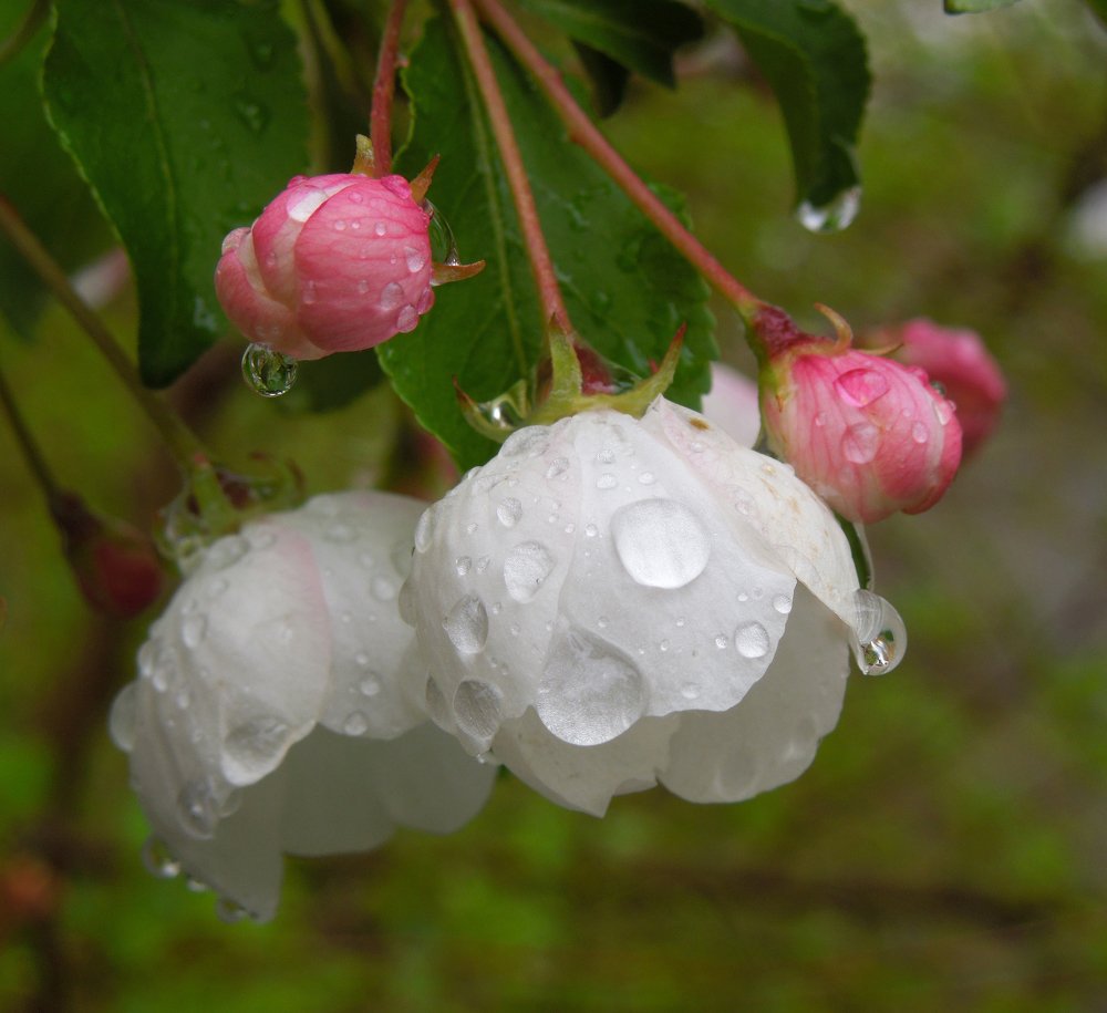 Photograph by Елена Болтенкова