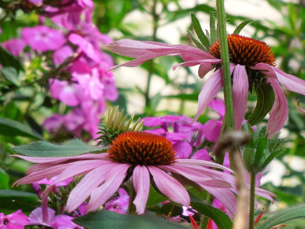 Photograph by Елена Болтенкова