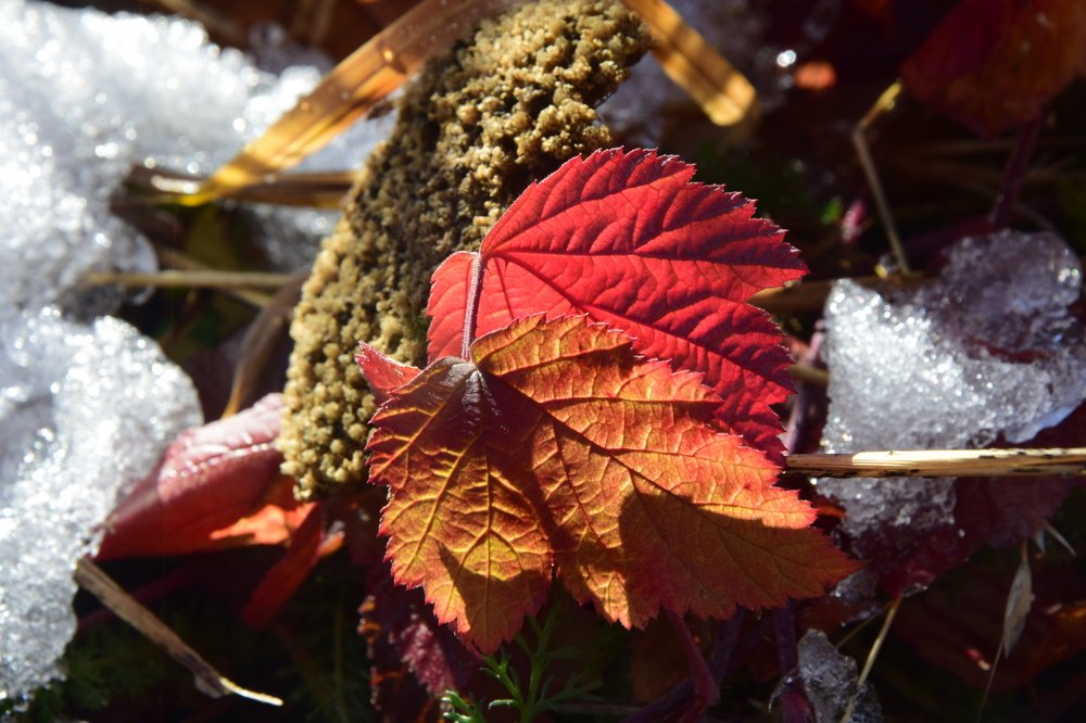 Photograph by Belkova Marina