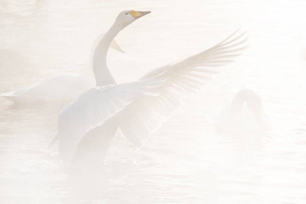 Grace (Грация)