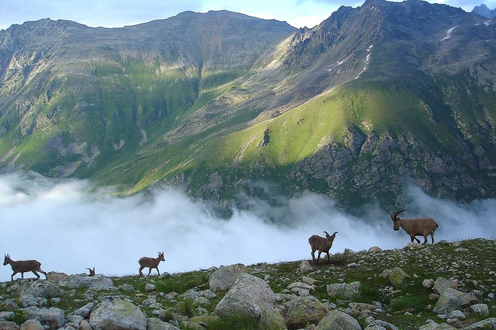 Безмятежность