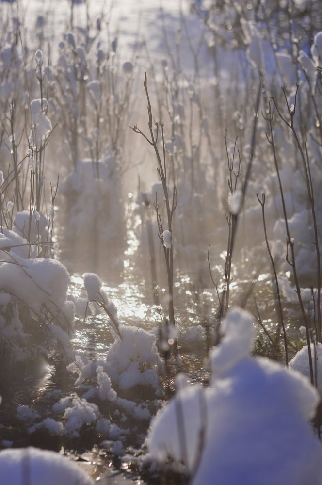 Photograph by Алла КОНАРЕВА