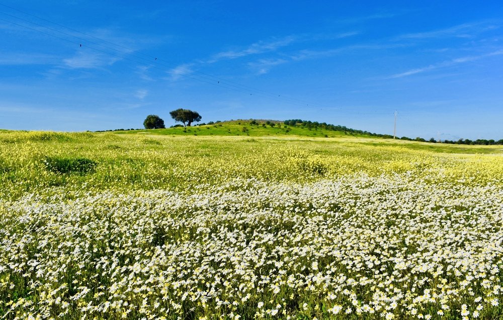 Photograph by Olga Pereira