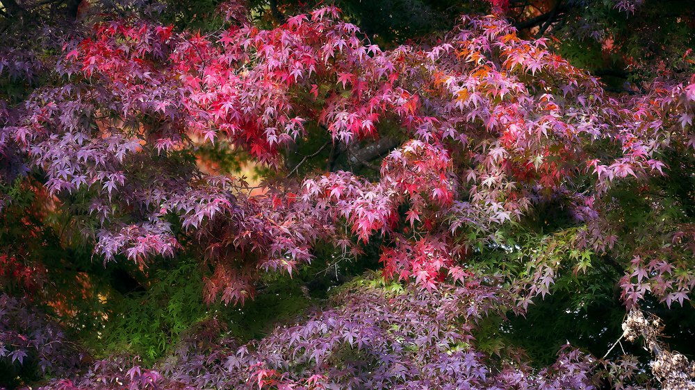 Japanese Acer