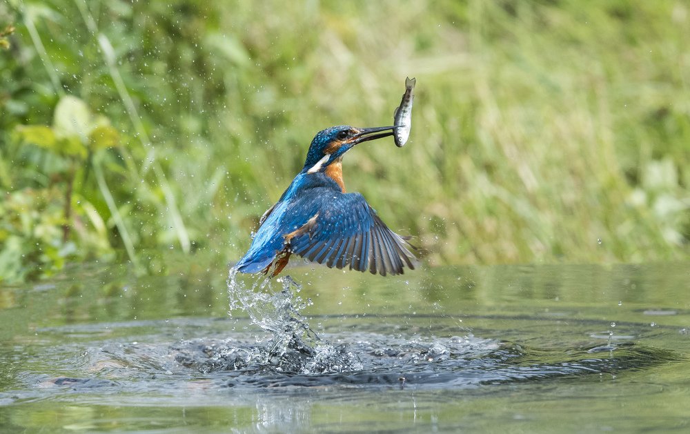 Kingfisher dive