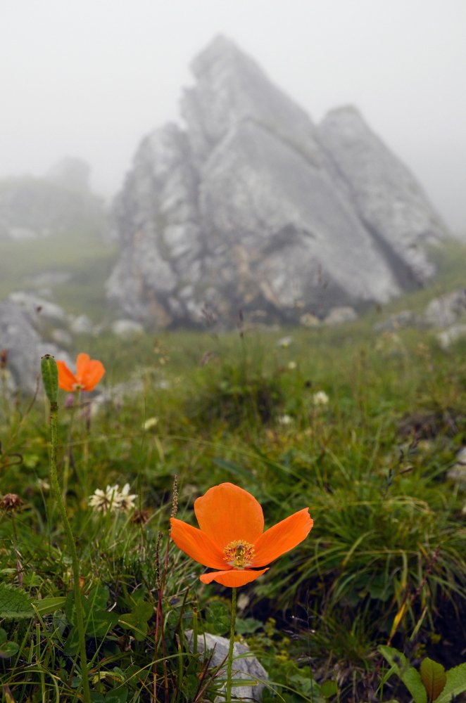 Photograph by Роев Александр
