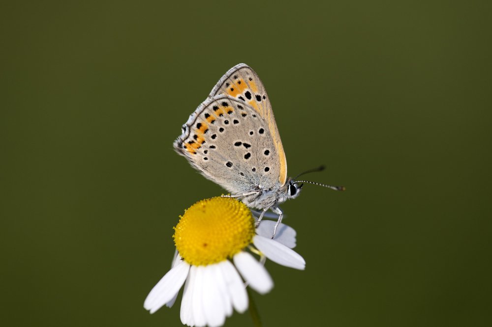 Butterfly from Spring