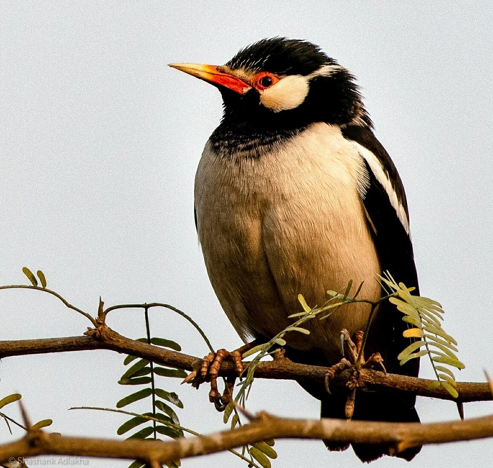 Photograph by Shashank Adlakha