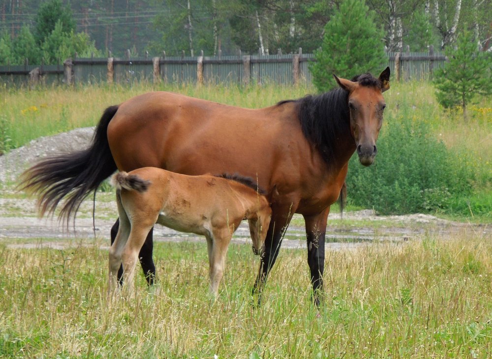 Photograph by Елена Болтенкова