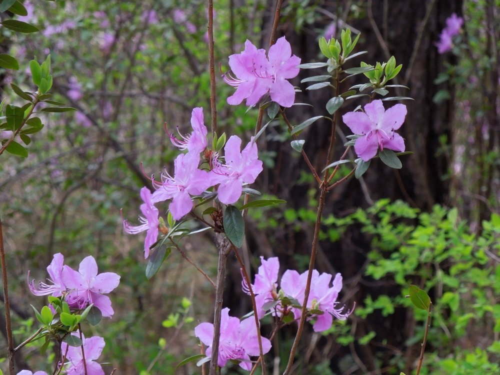 Photograph by Елена Болтенкова