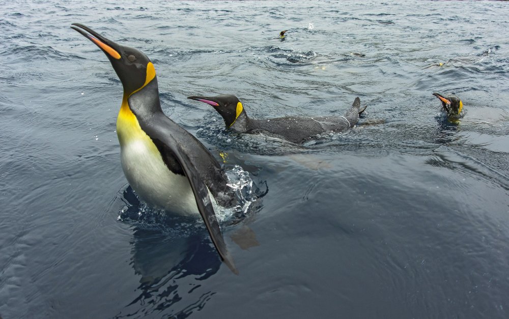 Любопытный