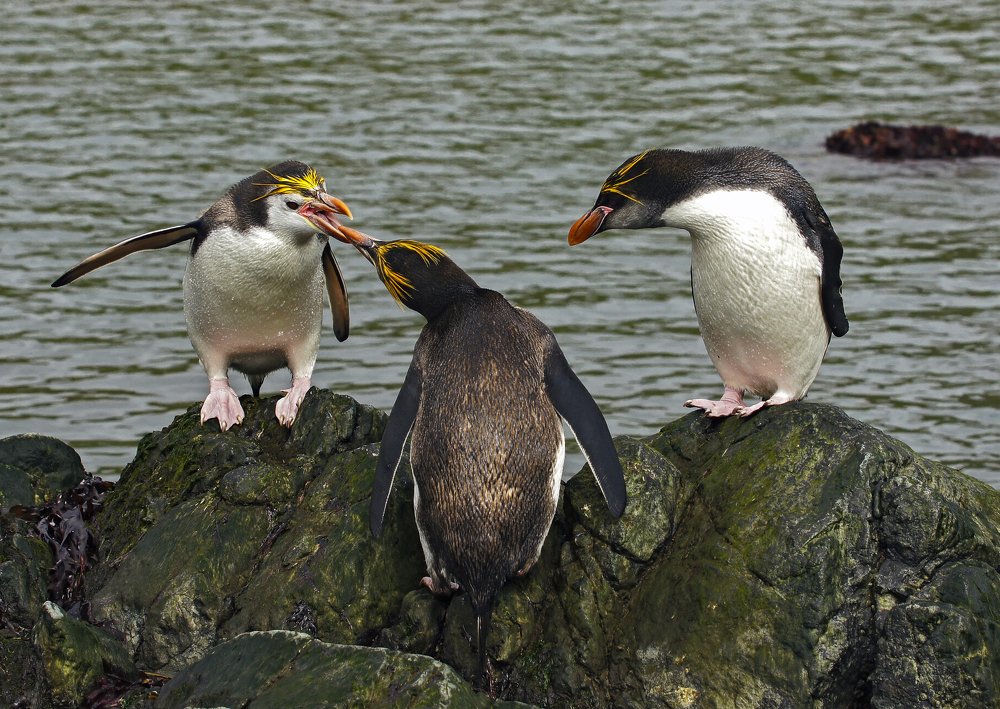 Третий лишний