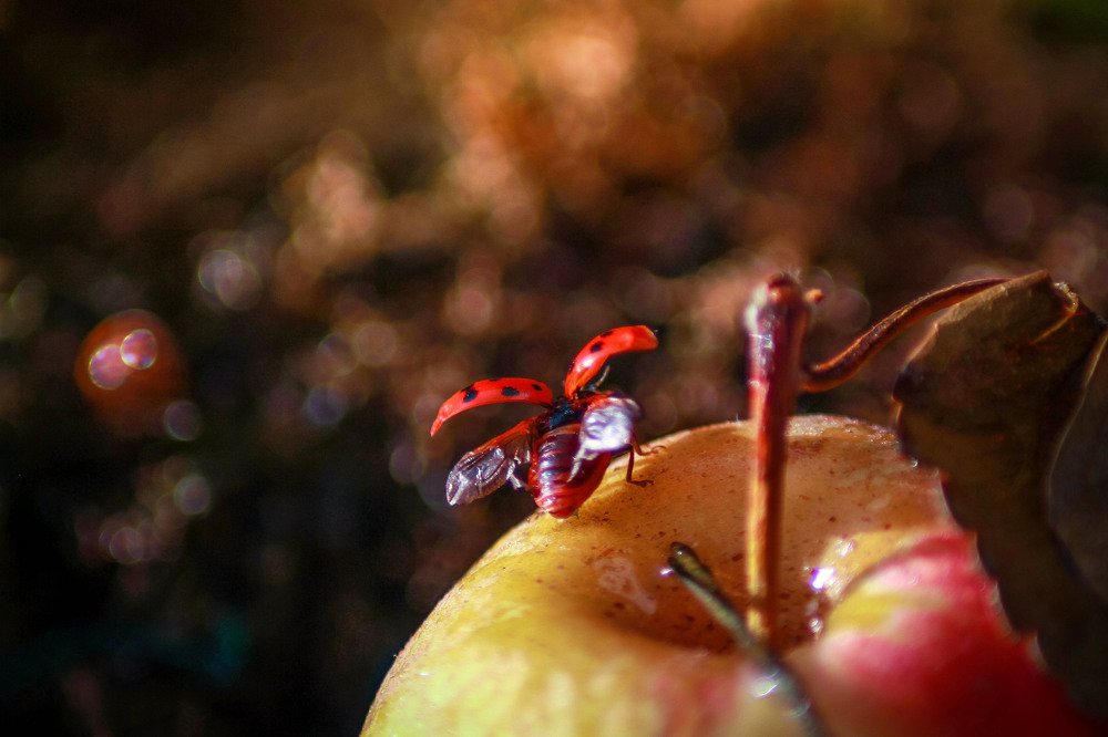 Photograph by Маргарита Федурина