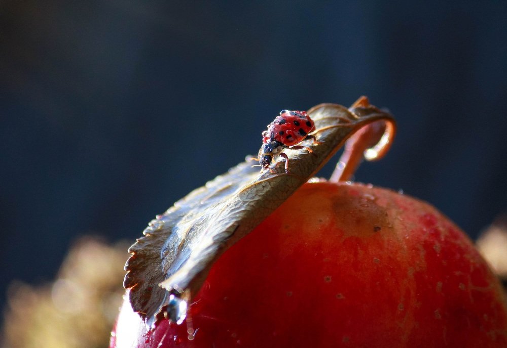 Photograph by Маргарита Федурина