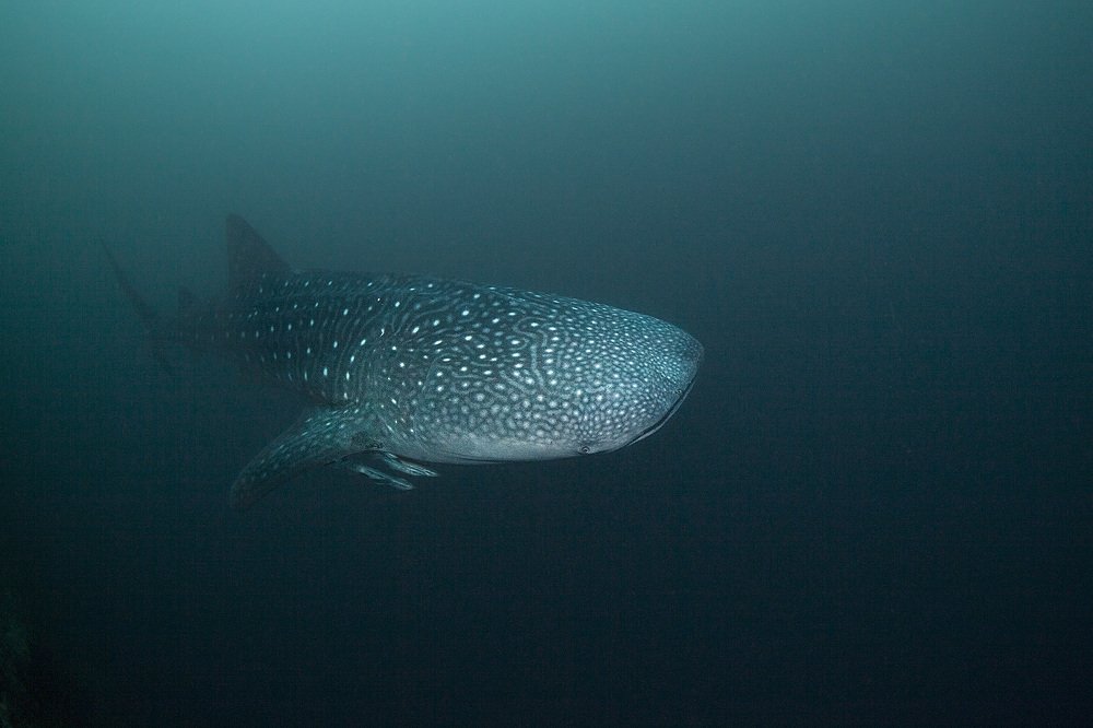 Photograph by Оксана Каменская