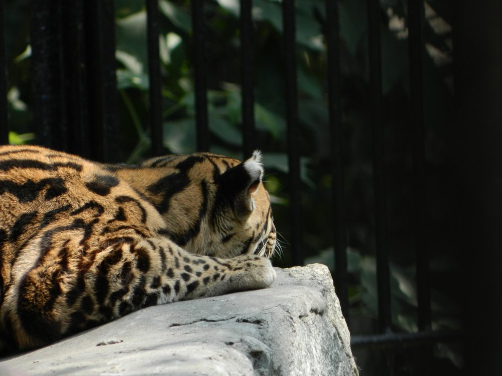 Photo #4334589