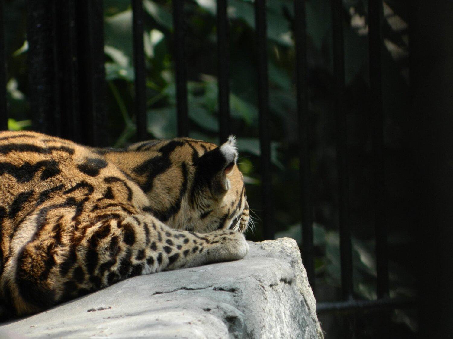 Photo #4334589