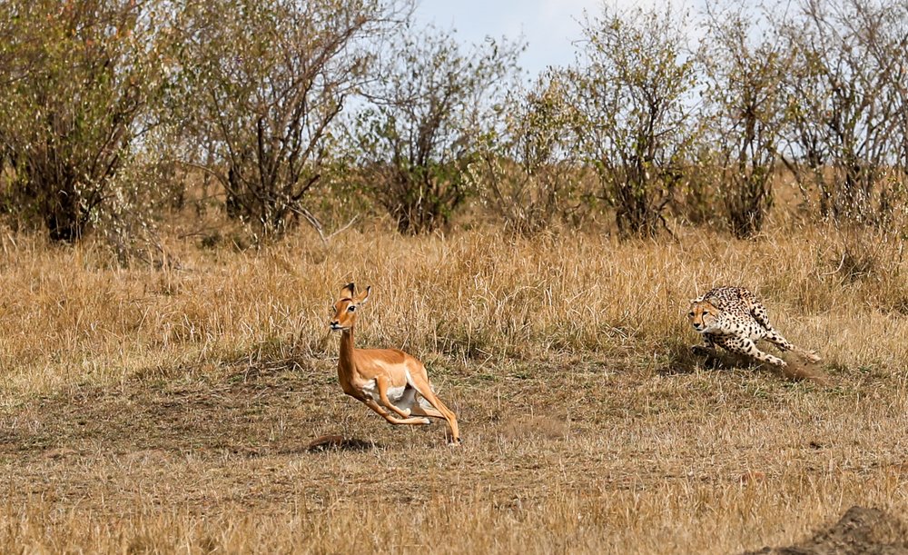 Cheetah Chasing Impala
