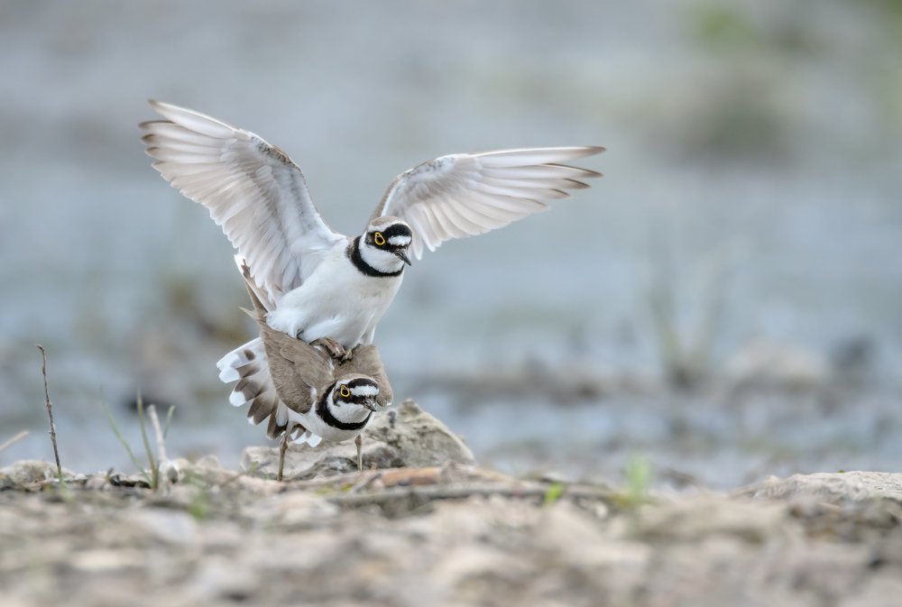 Танец страсти