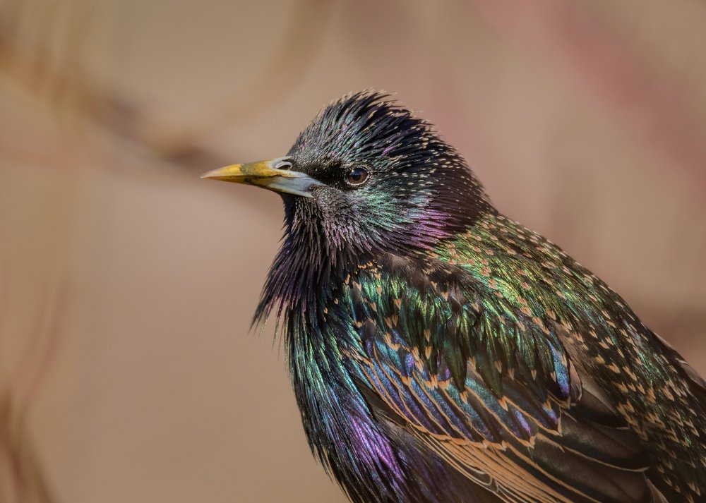 Жар птица средней полосы