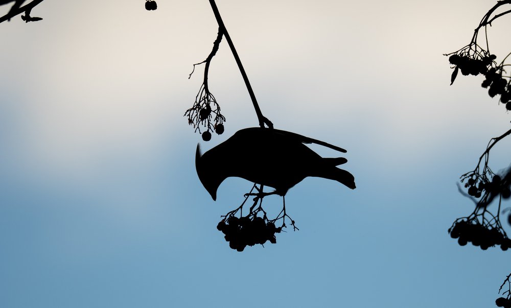 Ягодный разбойник