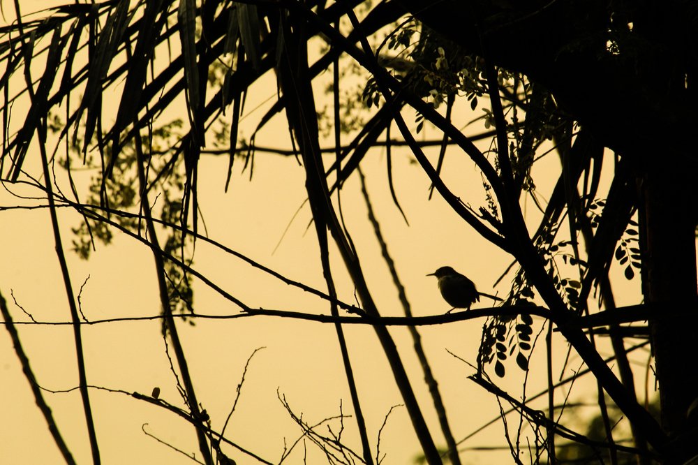 Photograph by joy mondal