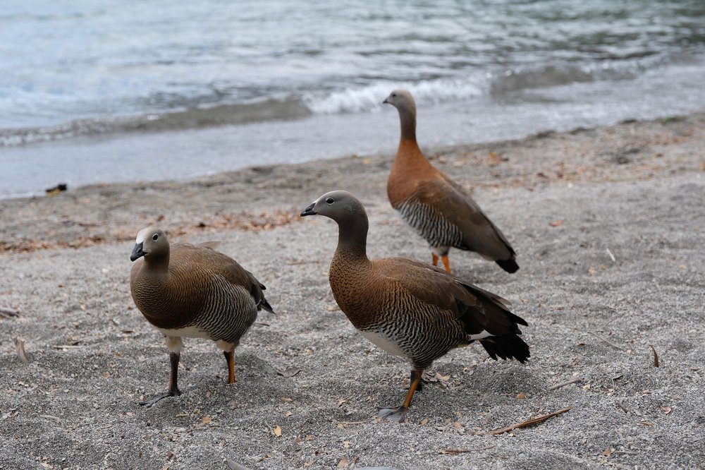 Photograph by Matias Salazar