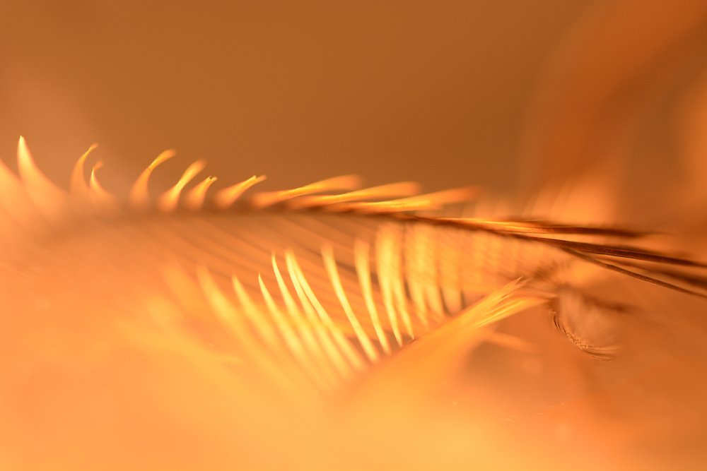 Фотография автора Ася Бабушкина